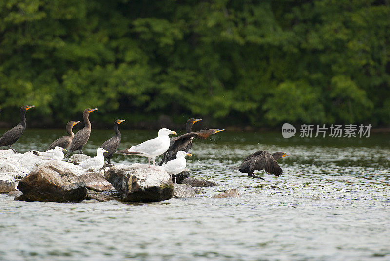 鸬鹚(Phalacrocorax carbo)